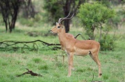 impala (7)